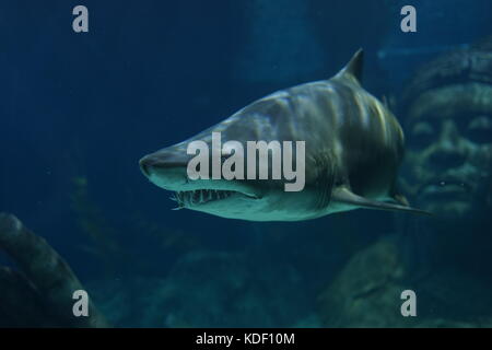 Sand Tiger Shark swimming in the tank of the aquarium. It has many sharp teeth to the creeps, Even if the tank glass. Stock Photo