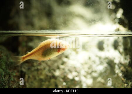 Blind Cave Fish floating and swimming to the light on the surface of the water. Stock Photo