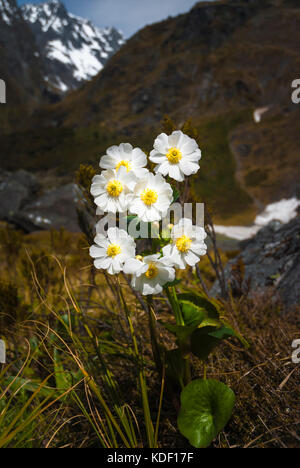 A portrait imgae of the Mount Cook Lily, Ranunculus lyallii, with the New Zealand Fijordland as  a backdrop. Stock Photo