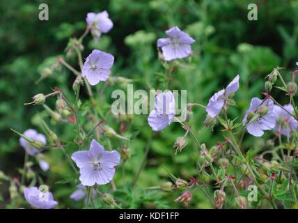 meadow cranesbill, geranium pratense Stock Photo