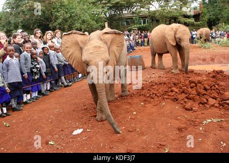 Two baby elephants playing in front of school children at the David Sheldrick Wildlife Trust in Kenya Stock Photo