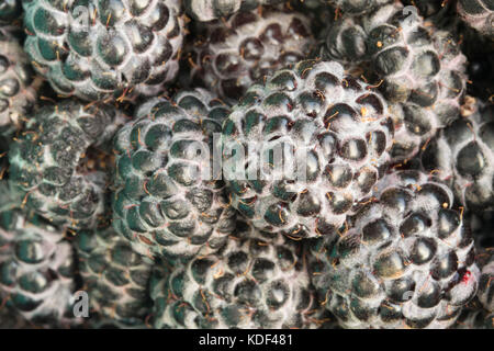 Blackcap raspberries Stock Photo