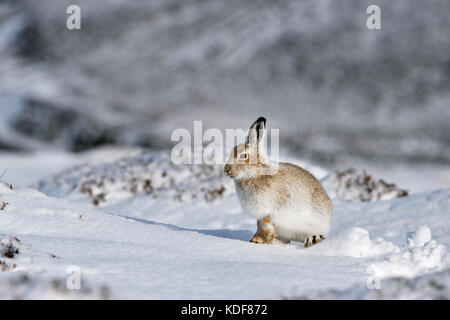 Mountain hare (Lepus timidus) UK Stock Photo