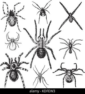 Spider or arachnid species, most dangerous insects in the world, old vintage for halloween or phobia design. hand drawn, engraved may use for tattoo, web and poison black widow, tarantula, birdeater Stock Vector