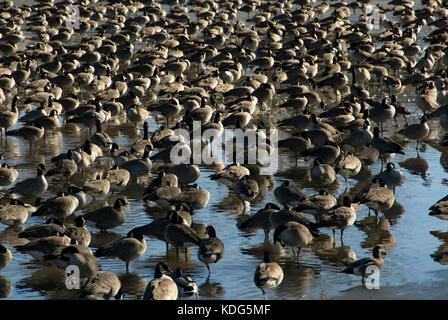 FLOCK OF CANADA GEESE RESTING ON PARTIALLY FROZEN LAKE IN TEXAS Stock Photo