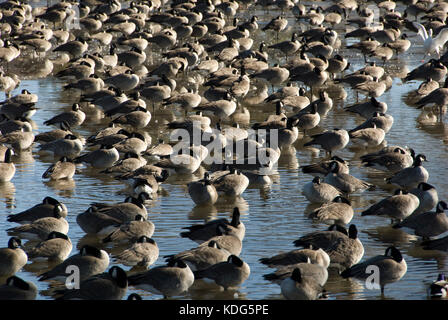 FLOCK OF CANADA GEESE RESTING ON PARTIALLY FROZEN LAKE IN TEXAS Stock Photo