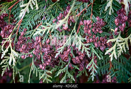 Beautiful twigs and fruits of arborvitae, thuja occidentalis cultivar.. Stock Photo