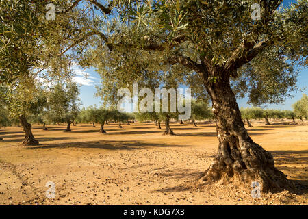 Olive trees in the sun Stock Photo