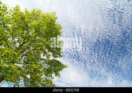 Bright green tree against blue sky speckled with cloud Stock Photo