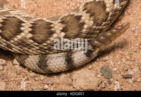 A yearling Northern Mojave Rattlesnake (Crotalus scutulatus scutulatus) from Maricopa County, Arizona, USA. Stock Photo