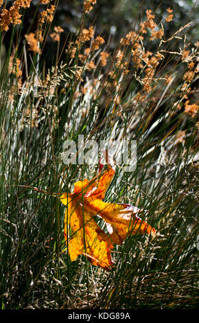 Dried wildflowers on light background Stock Photo by ©belchonock