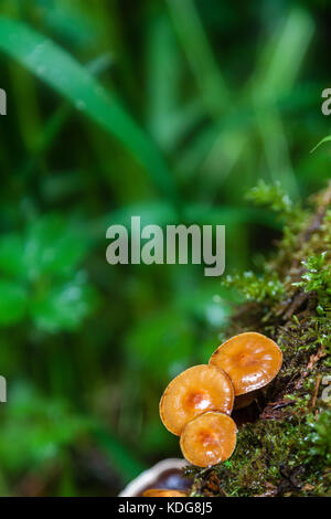 Focus on orange cap Lactarius Camphoratus wild mushrooms in the forest and deliberate shallow depth of field on background with copy space. Stock Photo