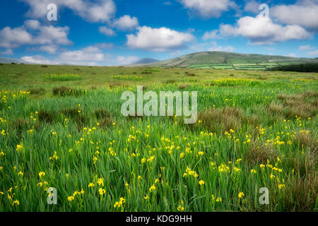 Wild Iris in pasture on Slea Head Drive. County Kerry, Ireland Stock Photo