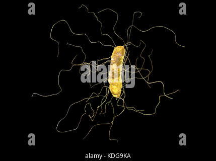 Clostridium difficile bacterium with peritrichous flagella, computer illustration. C. difficile is Gram-positive, anaerobic, spore forming, rod-shaped prokaryote with peritrichous flagella. It is a spore-forming bacteria that is a normal part of the intestinal flora, especially in young children. C. difficile is the major cause of pseudomembranous colitis and antibiotic produced diarrhoea. It is now becoming resistant to most antibiotics. Treatment is by discontinuing antibiotics and starting specific anticlostridial antibiotics, such as metronidazole. Stock Photo