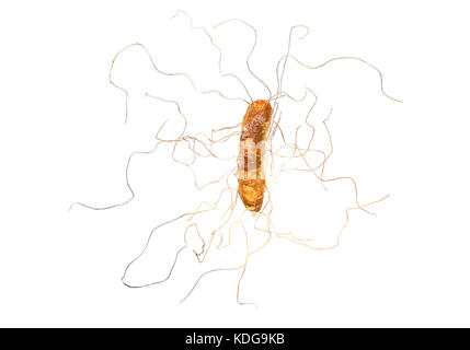 Clostridium difficile bacterium with peritrichous flagella, computer illustration. C. difficile is Gram-positive, anaerobic, spore forming, rod-shaped prokaryote with peritrichous flagella. It is a spore-forming bacteria that is a normal part of the intestinal flora, especially in young children. C. difficile is the major cause of pseudomembranous colitis and antibiotic produced diarrhoea. It is now becoming resistant to most antibiotics. Treatment is by discontinuing antibiotics and starting specific anticlostridial antibiotics, such as metronidazole. Stock Photo