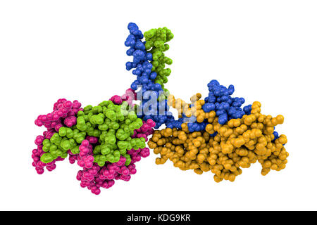 Kinesin motor protein dimer, molecular model. Kinesin is a motor protein that moves along microtubule filaments in cells. It does so by forming a dimer, the heads of which 'walk' along the microtubule. Here, the heads of the dimer are formed by two protein chains (green and pink, left; and yellow and blue, right) that are attached by a 'neck' region (upper centre) where they coil together. This is not the alignment adopted when moving along a microtubule. The structure modelled here is based on studies of this kinesin in the brown rat (Rattus norvegicus). Stock Photo