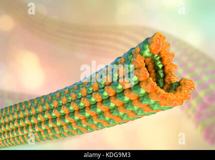 Microtubules, 3D computer illustration. Microtubules are polymers of the protein tubulin. They are a component of the cytoskeleton, which maintains a cell's shape, allows some cellular mobility and is involved in intracellular transport. The tubular polymers of tubulin can grow as long 50 micrometres and are highly dynamic. In Alzheimer's disease, the transport of tau-protein (belonging to the MAP proteins) stabilizing the microtubules is disturbed and allows phosphate-groups to attach to the tau-protein, destabilizing the microtubuli of brain axons. This leads to the agglutination of the Stock Photo