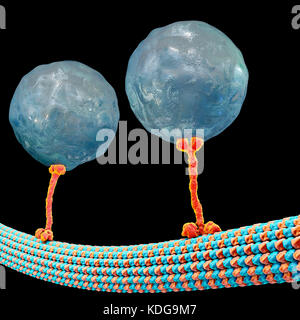 Intracellular transport. Computer illustration of vesicles (spheres) being transported along a microtubule by a kinesin motor protein. Kinesins are able to 'walk' along microtubules. Microtubules are polymers of the protein tubulin and are a component of the cytoskeleton. Stock Photo