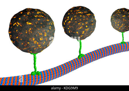 Intracellular transport. Computer illustration of vesicles (spheres) being transported along a microtubule by a kinesin motor protein. Kinesins are able to 'walk' along microtubules. Microtubules are polymers of the protein tubulin and are a component of the cytoskeleton. Stock Photo