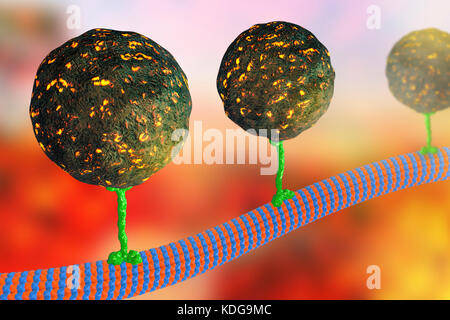 Intracellular transport. Computer illustration of vesicles (spheres) being transported along a microtubule by a kinesin motor protein. Kinesins are able to 'walk' along microtubules. Microtubules are polymers of the protein tubulin and are a component of the cytoskeleton. Stock Photo