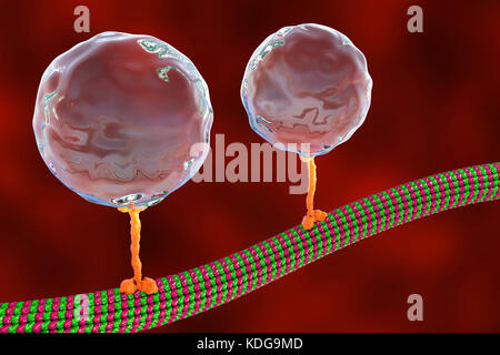 Intracellular transport. Computer illustration of vesicles (spheres) being transported along a microtubule by a kinesin motor protein. Kinesins are able to 'walk' along microtubules. Microtubules are polymers of the protein tubulin and are a component of the cytoskeleton. Stock Photo