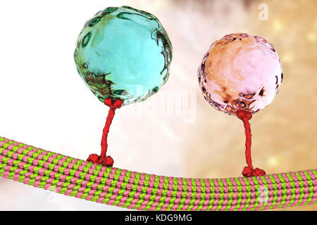 Intracellular transport. Computer illustration of vesicles (spheres) being transported along a microtubule by a kinesin motor protein. Kinesins are able to 'walk' along microtubules. Microtubules are polymers of the protein tubulin and are a component of the cytoskeleton. Stock Photo