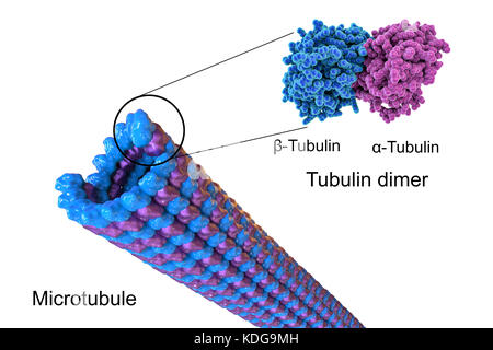 Structure of a microtubule, 3D computer illustration. Microtubules are polymers of the protein tubulin which is composed of two subunits, alpha- and beta-tubulin. They are a component of the cytoskeleton, which maintains a cell's shape, allows some cellular mobility and is involved in intracellular transport. The tubular polymers of tubulin can grow as long 50 micrometres and are highly dynamic. In Alzheimer's disease, the transport of tau-protein (belonging to the MAP proteins) stabilizing the microtubules is disturbed and allows phosphate-groups to attach to the tau-protein, destabilizing Stock Photo