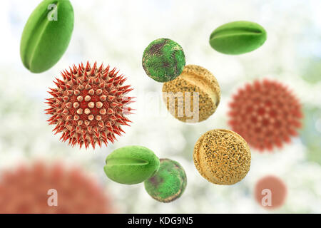Pollen grains from different plants, computer illustration. Pollen grain size, shape and surface texture differ from one plant species to another, as seen here. The outer wall (exine) of the pollen in many plant species is highly sculpted which may assist in wind, water or insect dispersal. This pollen sculpting is also used by botanists to recognise plant species. Pores in the pollen wall help in water regulation and germination. These reproductive male spores produced by seed plants contain the male gametes. Pollen fertilises the female egg, with subsequent formation of plant seeds. Stock Photo