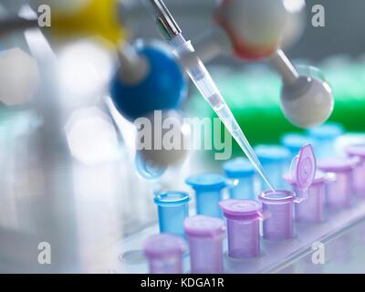 Pipetting samples into microcentrifuge tubes during an experiment in the laboratory. Stock Photo