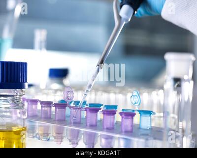 Pipetting samples into microcentrifuge tubes during an experiment in the laboratory. Stock Photo