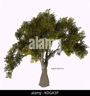 English Oak Tree with Font - The Oak tree comes in 600 different species as a deciduous or evergreen variety and develops an acorn fruit nut. Stock Photo