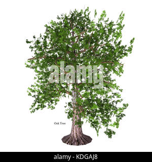 Oak Tree with Font - The Oak tree comes in 600 different species as a deciduous or evergreen variety and develops an acorn fruit nut. Stock Photo