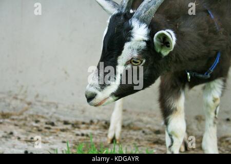 A Kid Black Alpine Billy Goat In Co Armagh, Northern Ireland Stock Photo