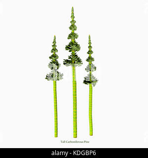 The earliest conifers date to the Carboniferous Period possibly arising from the Cordaites, a genus of seed-bearing Gondwana plants with cones. Stock Photo