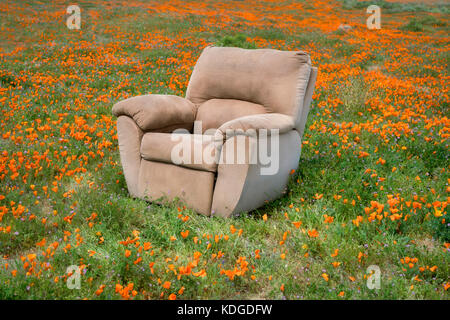 Chair in Poppy Field. Antelope Poppy preverve, California Stock Photo