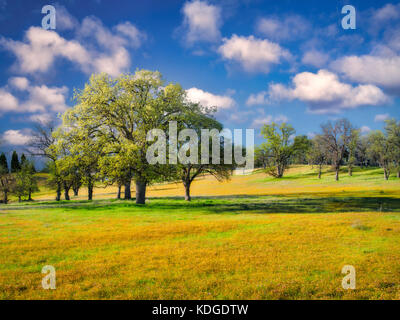 Meadow of Yellow wildflowers oak trees and clouds. Bear Valley. Colusa County, California Stock Photo