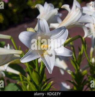 Glorious Lilium candidum  Madonna Lily  a plant in the genus Lilium, one of the true lilies flowering in late spring is a  dainty decorative bloom. Stock Photo