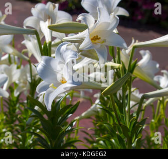 Glorious Lilium candidum  Madonna Lily  a plant in the genus Lilium, one of the true lilies flowering in late spring is a  dainty decorative bloom. Stock Photo