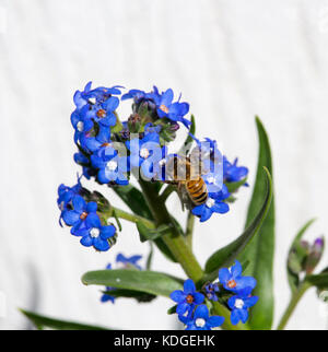 Stunning sky blue flowers of Myosotis a genus of flowering plants in the  Boraginaceae Forget-Me-Nots blooming in late winter are  beautiful with bees. Stock Photo