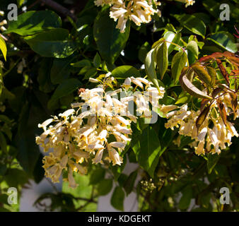 Australian wildflower  Pandorea pandorana,  the Wonga Wonga Vine,  a species of woody climbing vine in family Bignoniaceae blooming in spring . Stock Photo