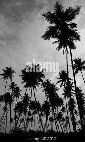 Black and white silhouette of tall palm trees with a dramatic moody sky taken in Galle in Southern Sri Lanka Stock Photo