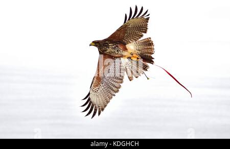 A captive harris hawk, used in falconry, taken out by his falconer for a training flight. Its wings spread, showing the details of feathers and claws Stock Photo