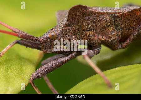 Close up detail of a Dock Bug (Coreus marginatus). Tipperary, Ireland Stock Photo