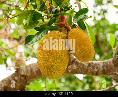 The fruits of Jackfruit hanging on a tree Stock Photo