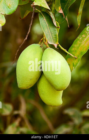 Green mango fruits hanging on tree Stock Photo