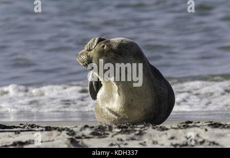 bashful Grey Seal on island Helgoland, august 2017 | usage worldwide Stock Photo