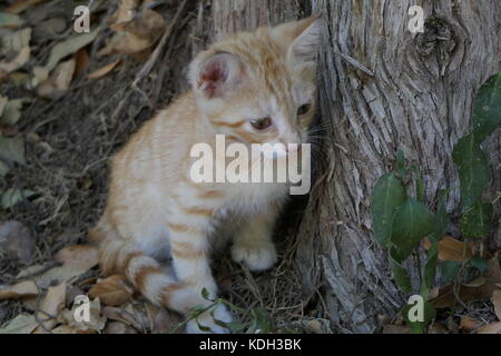 Cute kitten on the forest Stock Photo