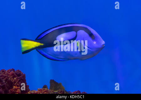 Blue Surgeonfish, Paracanthurus hepatus in Aquarium at Aberdeen, Hong Kong, China Stock Photo