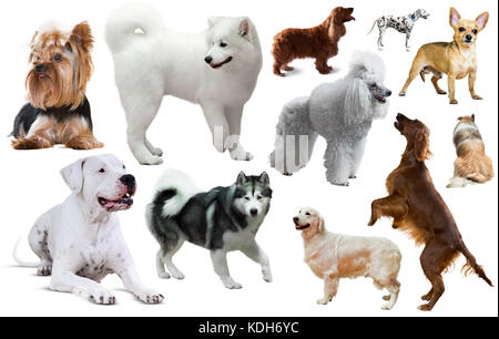 Collection of various dog breeds isolated on white Stock Photo