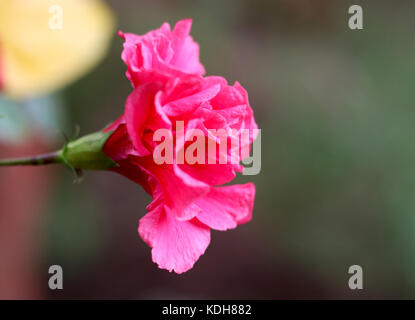 Hibiscus Stock Photo